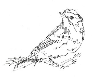Bird Art - Giclee Print - Warbler, songbird, line drawing, pen ink