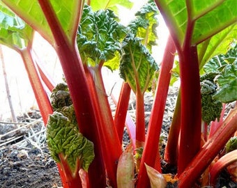 Organic Cherry Red Rhubarb Seeds - One of the Sweetest Varieties
