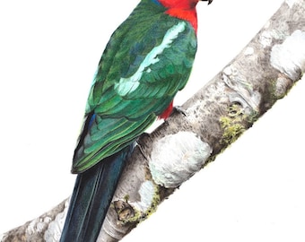 5x7" King Parrot - Australia Bird Art Print - Australian Native Bird Print