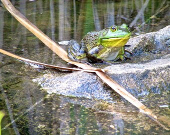 American Frog, Pocono Mountains, Pennsylvania, USA