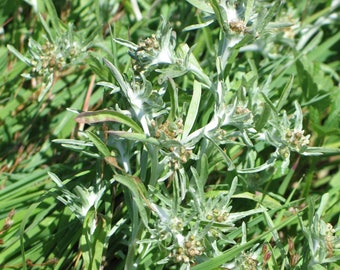 ORGANIC Asteraceae or Gnaphalium uliginosum or сушеница топяная Herb