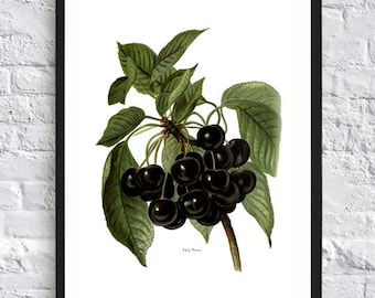 Kitchen wall art print kitchen print poster kitchen wall art print botanical illustrations vintage painting print fruit berries vegetable