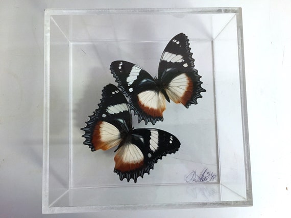 BOLINAS - Real butterflies in acrylic frame