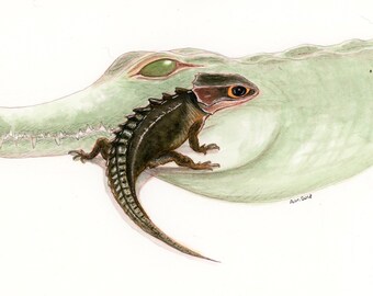 Red Eyed Crocodile Skink Original 7x9 inch Watercolor Painting