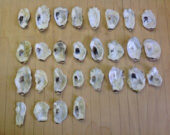 Oyster Shells from Puget Sound, Washington State (Avg 2.5"L x 1.3"W) (x25)