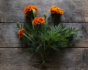 French Marigold, organic seeds, heirloom seeds, flower seeds, organic gardening, natural pest control, companion planting, gardener