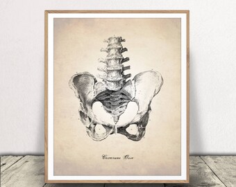 Pelvic Bone Print, Human Anatomy Art, Human Pelvis, Printable Skeleton Bones, Printable Human Anatomy Art, Medical Drawing, Anatomy Print