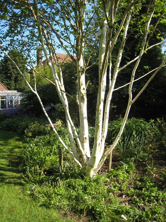 20 Seeds Betula jacquemontii White Himalayan Birch tree