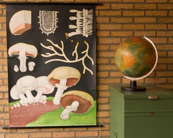 Vintage Pull down School Chart Mushroom Jung Koch Quentell