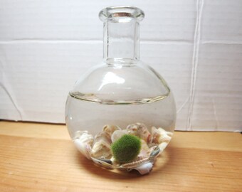 Mini Terrarium Marimo Moss Ball - Marimo Terrarium - Marimo Moss necklace -lucky Orb Marimo Moss Ball