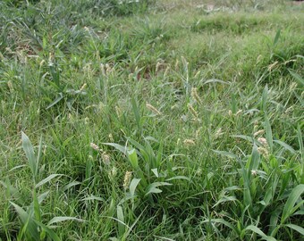 Organic Weed Killer, Fertilizer and Insecticide Recipes