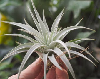 Air Plant Tillandsia Harrisii, Terrarium Plants, Air Plant Terrarium, Hanging Air Plant, Fuzy Air Plant, Airplant, Indoor Plants Succulent