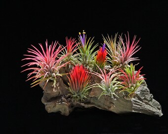 Ionantha Multi Package | Air Plant Tillandsia |