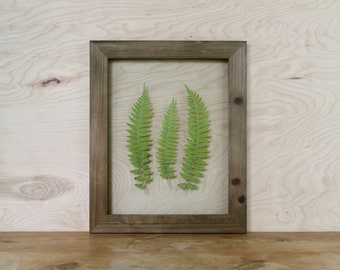 Pressed Plant Art, Rustic Cabin Decor, Forest Wall Art, Framed Ferns, Northwest Decor, Nature Lover Gift, Unique Wedding Gift, Herbarium