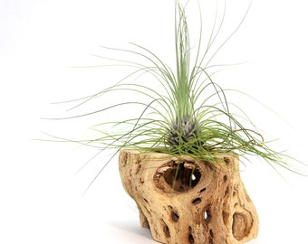 Tillandsia Filifolia Air Plant // Hello Tilly Airplant