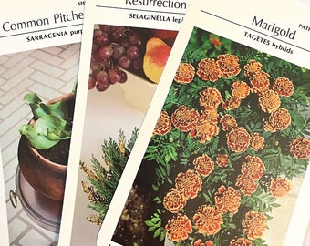 12 Vintage Plant Cards. Greenhouse Plant Cards. Junk Journal Supply.