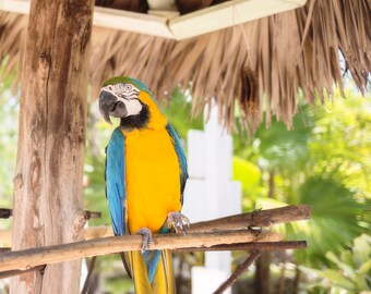 Bahama Macaw Fine Art Photography Print, Wall Decor, Fish Decor, Aquarium Print