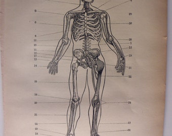original page - 1905 MEDICAL CHART from antique medical book - skeleton
