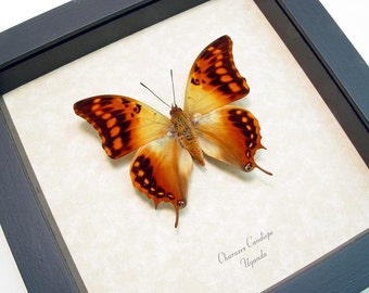 African Dagger Tail Real Butterfly Conservation Display 1114