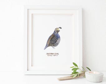 California Quail Art Print / Watercolor / Natural History Home Decor / California State Symbols / California Art / Quail Gifts / Quail Art
