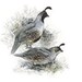 Gambel Quails Cross Stitch Chart