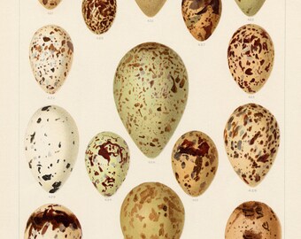 Sea Bird Eggs Print. Sea Gull Eggs, Marshland Bird Eggs Art Print. Wedding Gift Coastal Home Decor, Housewarming Coastal Gift, Ocean Birds