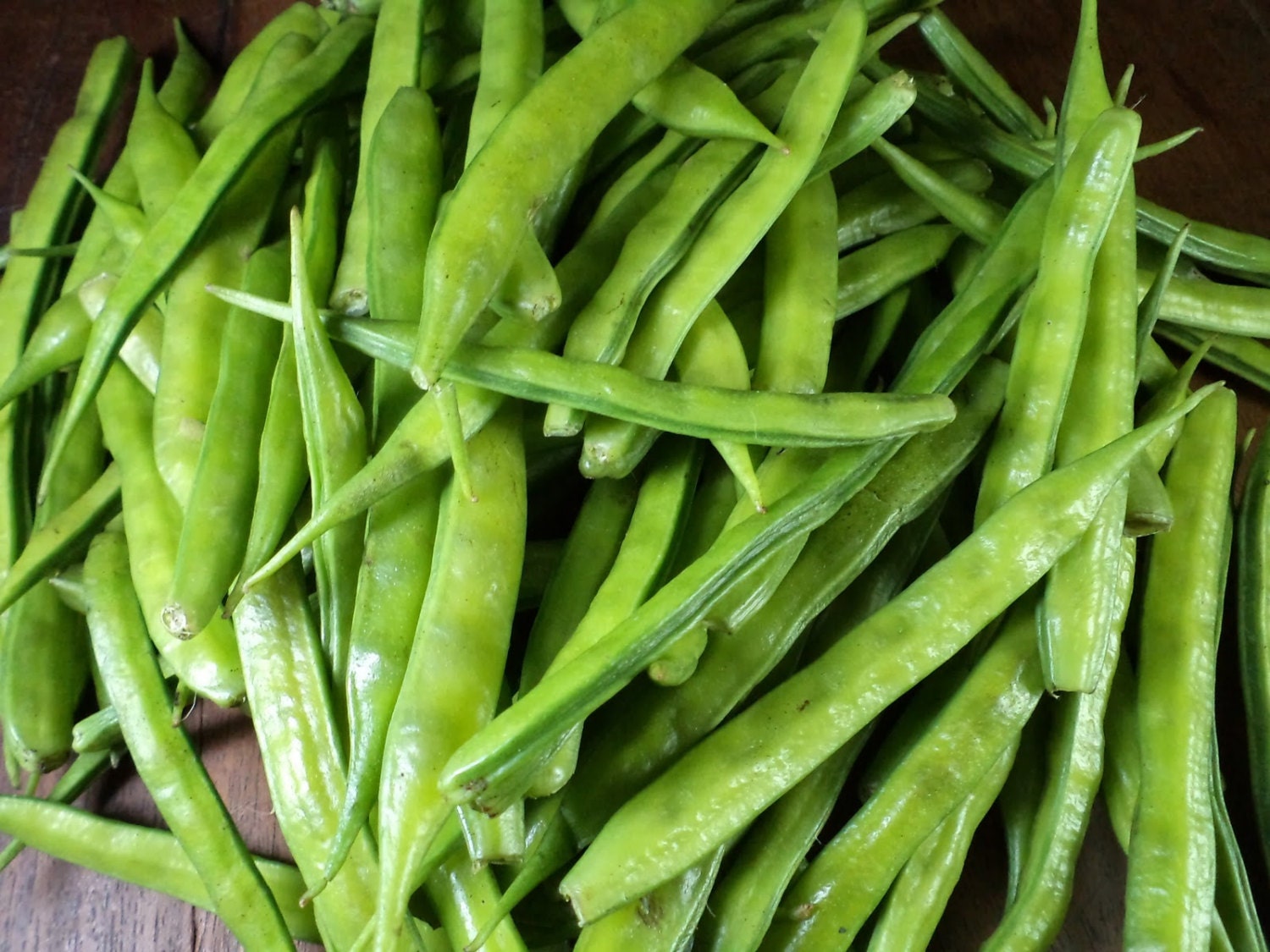 indian-cluster-bean-guar-bean-gum-bean-cyamopsis