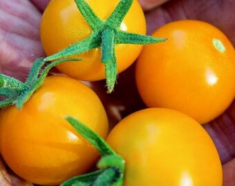 Honeydrop Cherry Tomato, 10+ gardening seeds, heirloom/OP