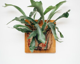 Mounted Staghorn Fern with Vintage Burlap Wrap