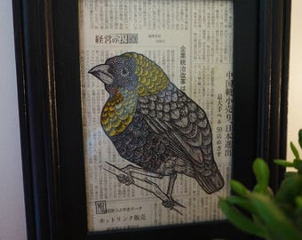 Framed illustration of a grenadier ink bird