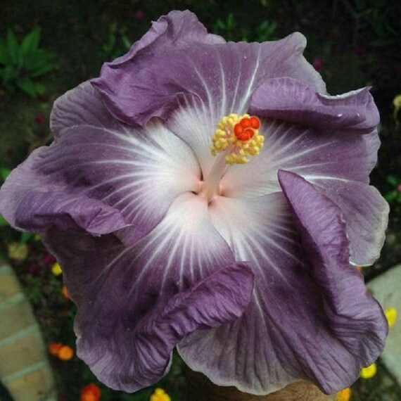 Rare Purple White Hibiscus Seeds Giant Dinner Plate Fresh Rare Purple White Hibiscus Seeds Giant Dinner Plate Fresh