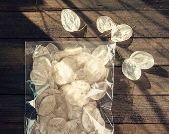 Lunaria Biennis. Money Plant White Flower Dried Flower, Wedding decor. farmhouse