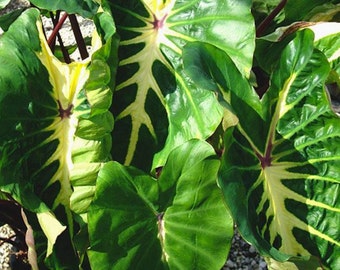 White Lava Elephant Ear - Colocasia LIVE TROPICAL PLANT