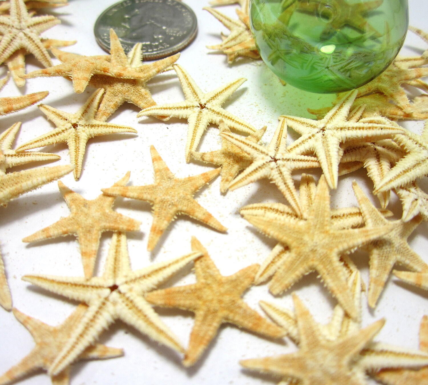 Beach Decor Starfish Nautical Decor Flat Philippine LARGE
