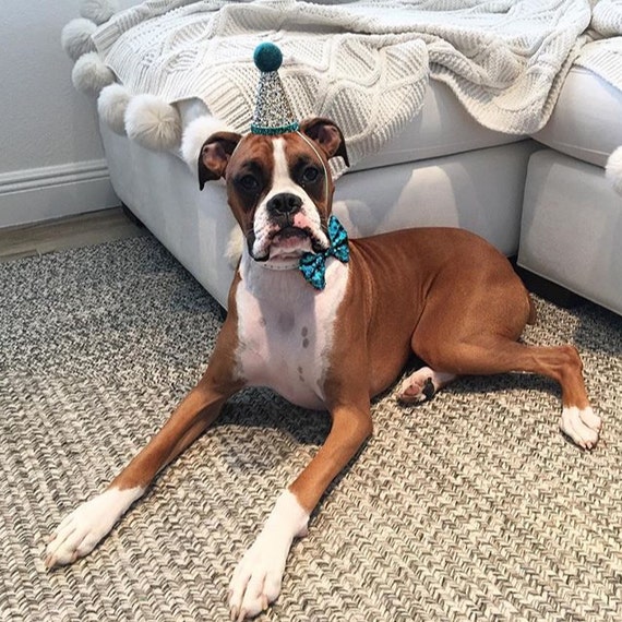 Resultado de imagen para boxer dog party