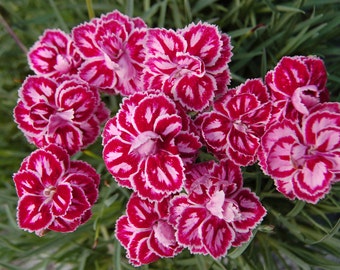 Heirloom 400 Seeds Dianthus Barbatus Carnation Sweet William Heirloom Mix Flower Seed S045