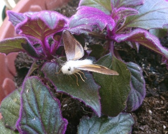 Needle felted moth in motion with real moth wings.