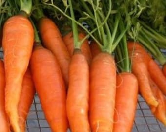 Carrot Seeds- Touchon- French Heirloom- 200+ Seeds