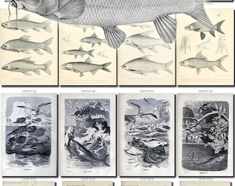 FISHES-45-bw Collection of 128 vintage images Archer Trout Flying Gurnard pictures High resolution digital download printable water animals