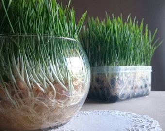 Soilless Pet Grass Kit - Easy Grow No Mess Fresh Healthy Rabbit / Guinea Pig / Cat Treat