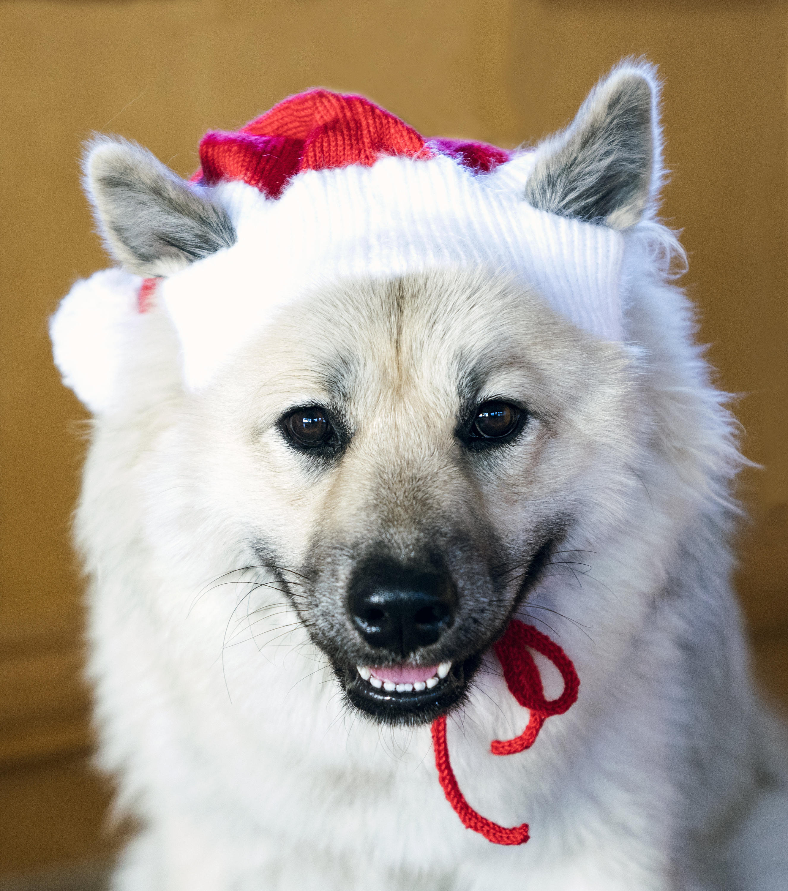 Knitted hat for dog Santa Christmas dog outfits