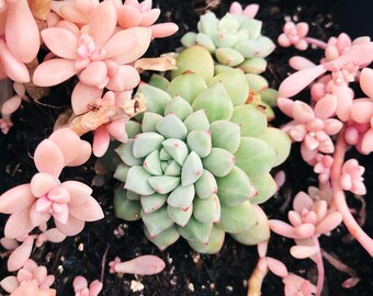 Rare Succulent-Echeveria Subcorymbosa 030 aka Blue Sapphire'