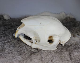 Real African Crested Porcupine skull