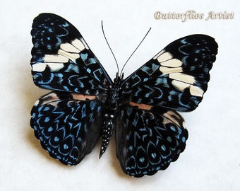 Red Cracker Hamadryas Arinome Real Butterfly Entomology Collectible Framed In Shadowbox