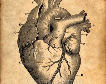Heart Anatomy Print, Heart Print, Anatomical Drawing, Anatomy Poster, Doctor Office, Doctor Art, Surgeon Art, Nurse, Student, Doctor Gift