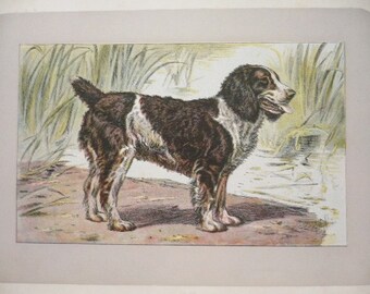 ANTIQUE 1907 ENGLISH Water SPANIEL signed dog print Chromolithograph Mahler German artist Collectors item Christmas, Birthday gift Authentic