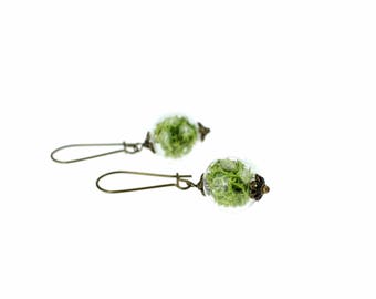 Earrings of glass and dried flowers, Lichen green, 14mm.