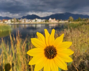 Sunflower Photo for Charity