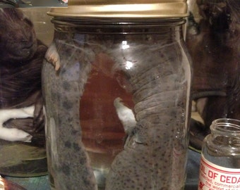 Mudpuppy (Necturus) in a Jar - Preserved Wet Specimen Taxidermy