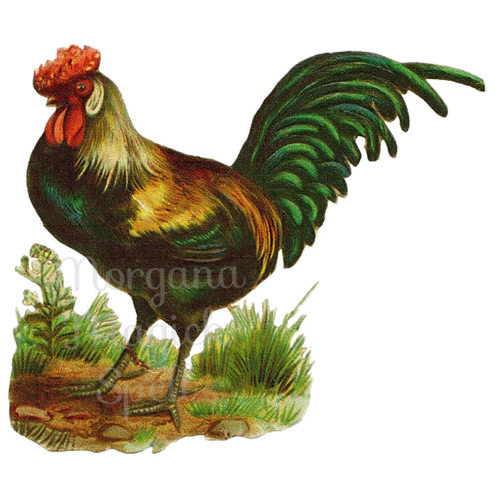 VINTAGE ROOSTER Clipart Illustration Royalty Free Digital Image ...